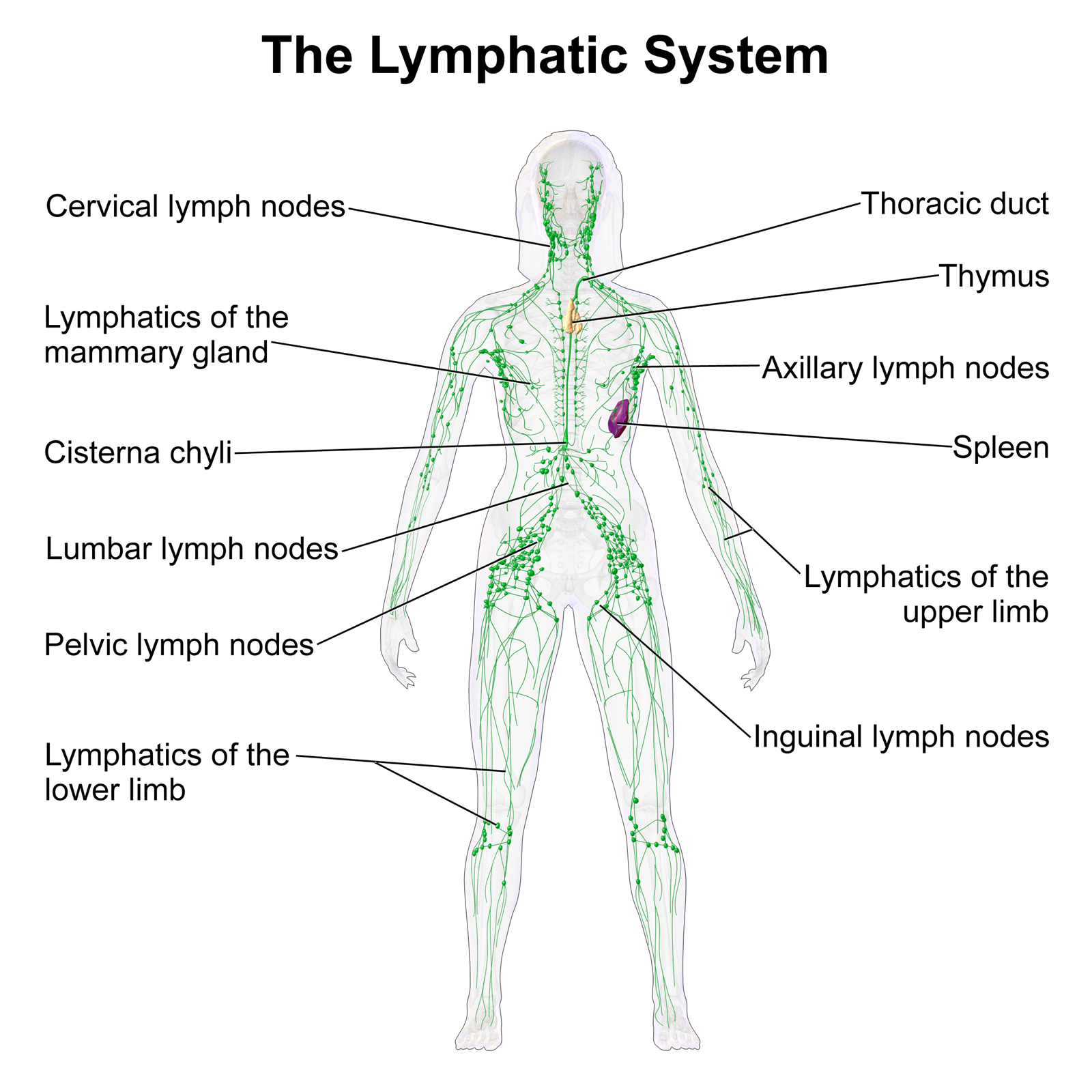 Lymphatic Chart